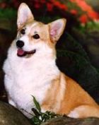 a corgi (thanks to Sandy Wolfskill of Elfwish)