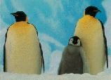 Emperor penguins (image courtesy of members.aol.com/articdoll/)